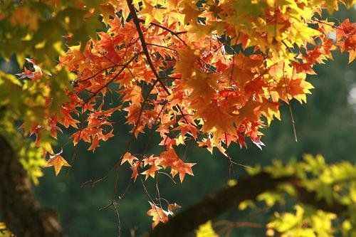 百花深处的芬芳 北京初秋4大驿站(图)