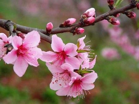 ****满城关不住 京城最佳赏花地推荐