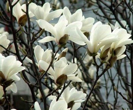 ****满城关不住 京城最佳赏花地推荐