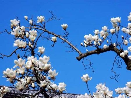 ****满城关不住 京城最佳赏花地推荐