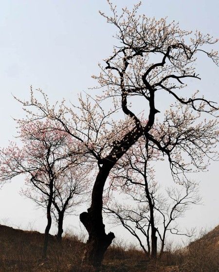 ****满城关不住 京城最佳赏花地推荐