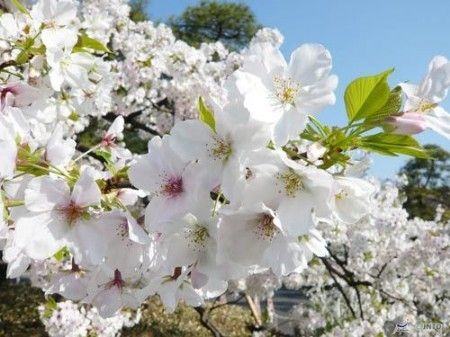 浪漫樱花盛开日本