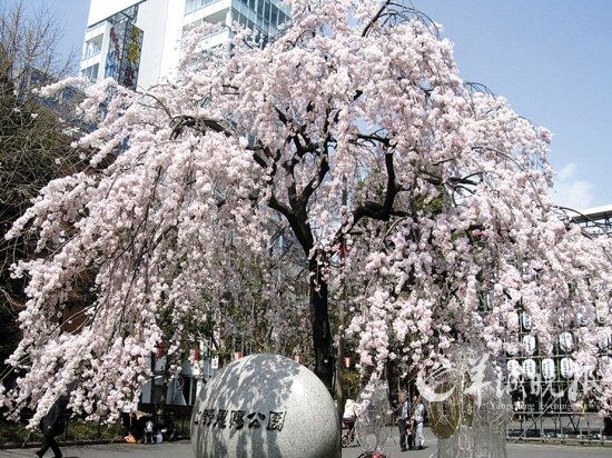 花开有时 境外赏花先筹谋