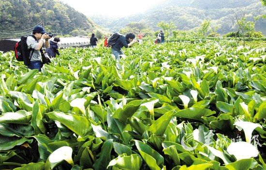 花开有时 境外赏花先筹谋