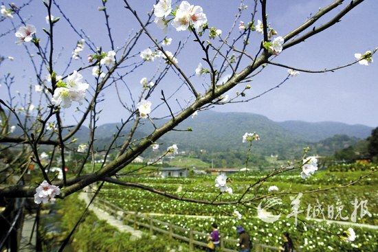 花开有时 境外赏花先筹谋