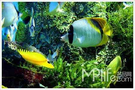 国内顶级6大浪漫海洋世界