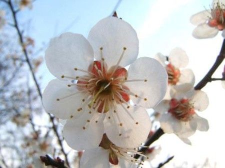 早春踏青觅香 悠游国内10大赏花胜地