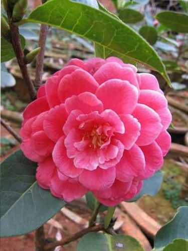 早春踏青觅香 悠游国内10大赏花胜地