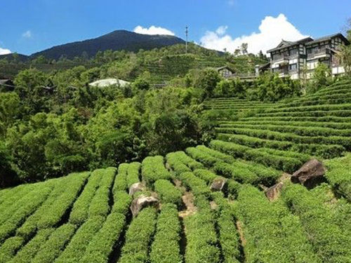 探秘东部华侨城 春天的七个瞬间