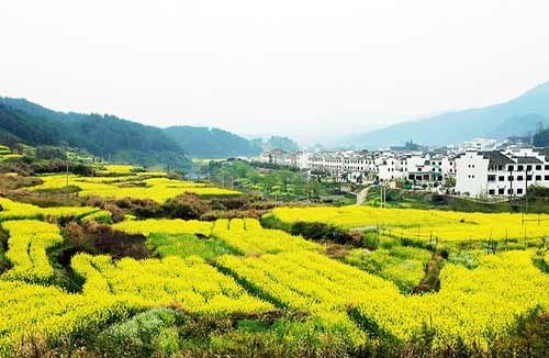 春天赏花，做回“惜花人”