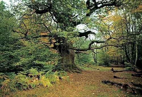 卡塞尔郊外的原始森林