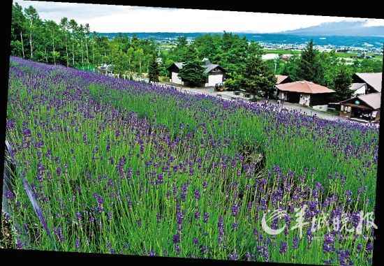 盛夏漫游北海道 七月赏花好时节(图)