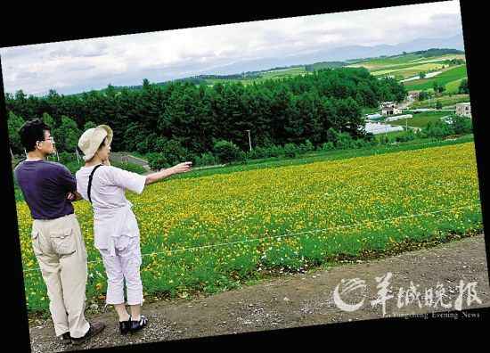 盛夏漫游北海道 七月赏花好时节(图)