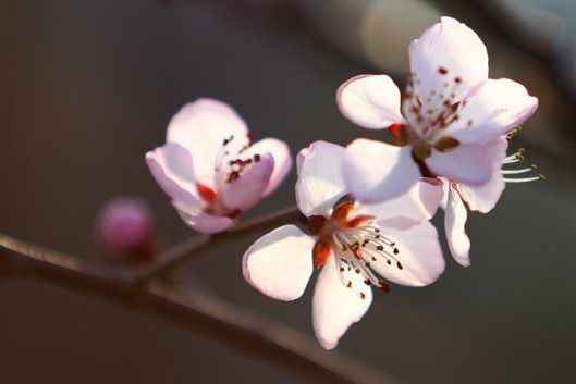 周末北京寻春色 赏花摄影慢游之旅