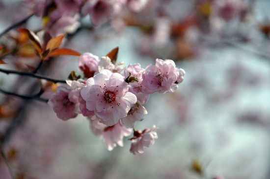 周末北京寻春色 赏花摄影慢游之旅