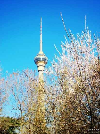周末北京寻春色 赏花摄影慢游之旅