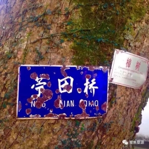 遊高砂乡苎田桥隨谈！