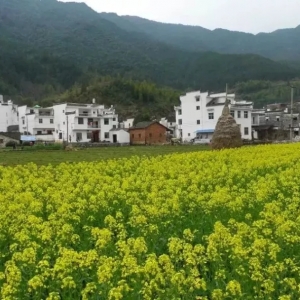 浅侃婺源油菜花！