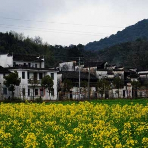 婺源油菜花预报第二期