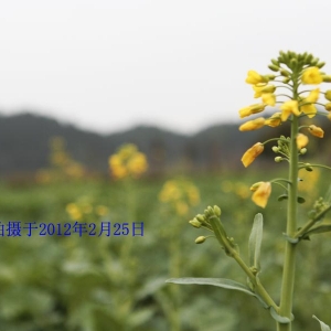 婺源油菜花情报（更新中。。。。。。）