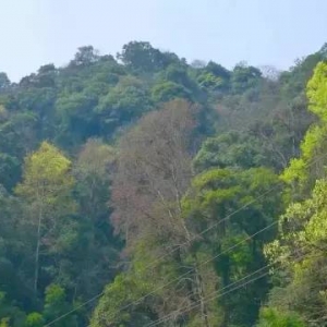 珍珠山乡沥崌山东南麓之奇坑碧坞！